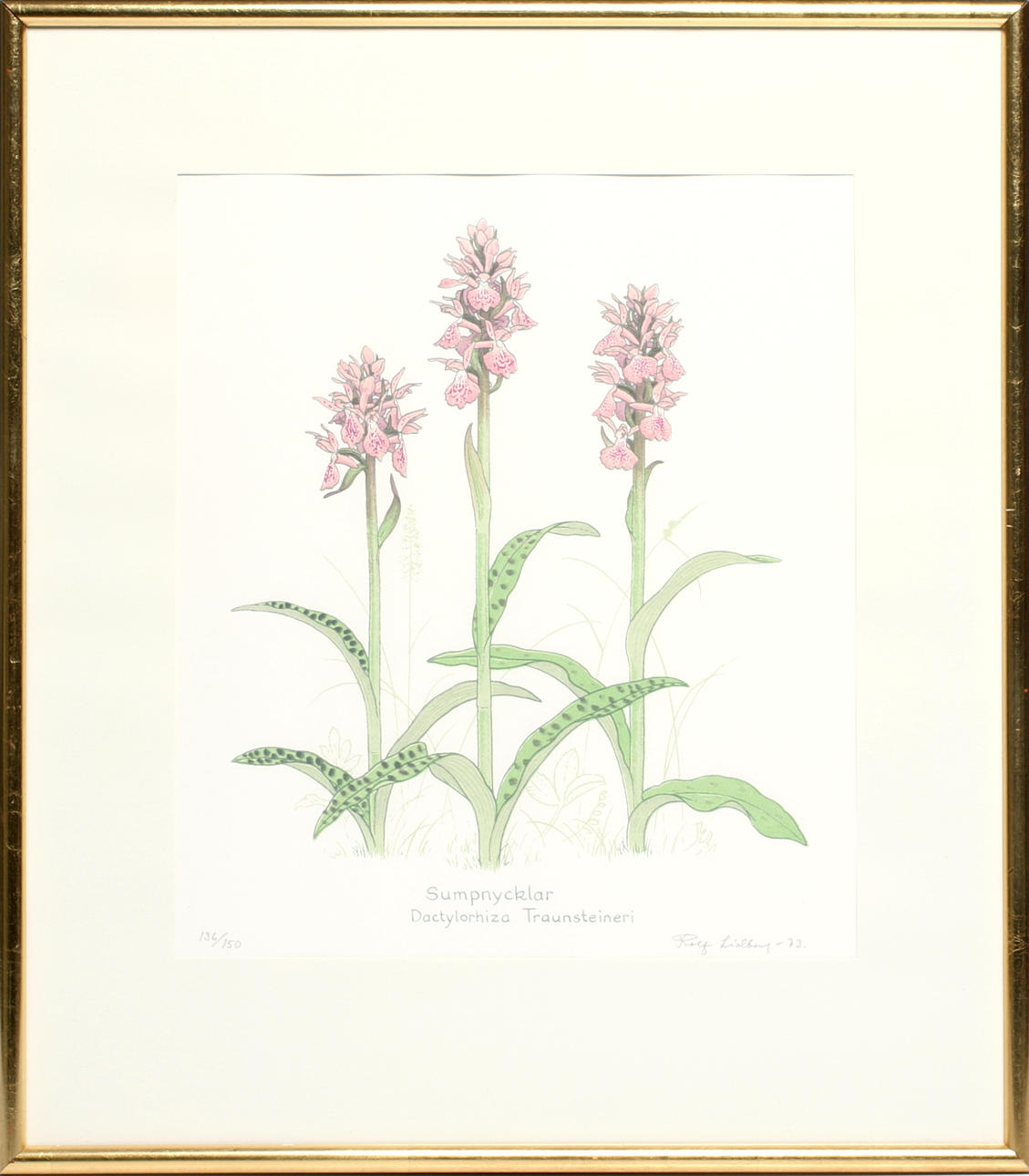 ROLF LIDBERG. "Sumpnycklar", litografi, signerad, numrerad 136/150, daterad -73.