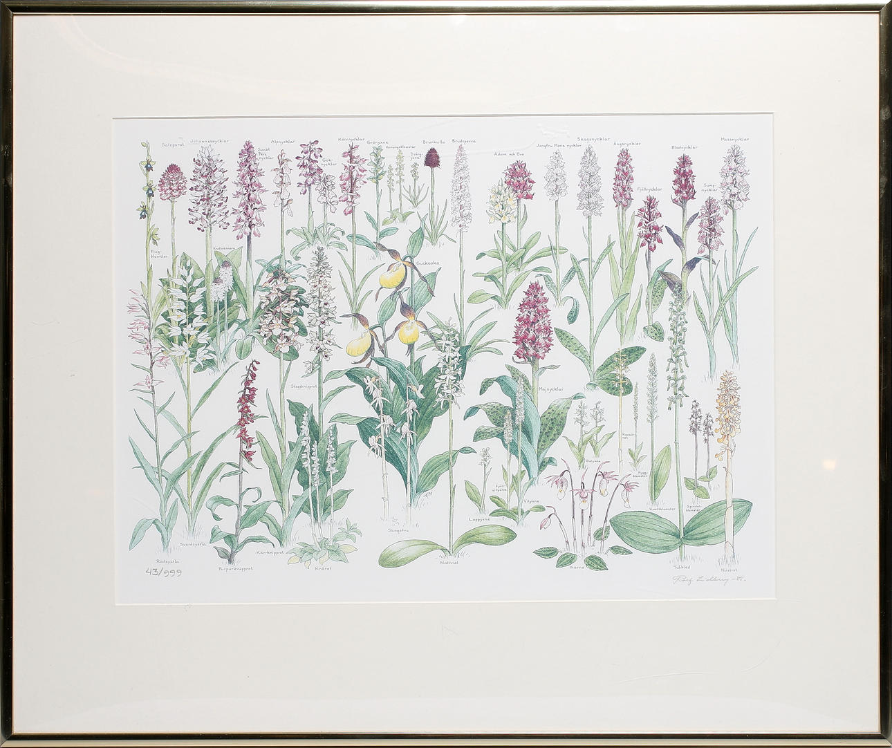 ROLF LIDBERG. Botaniskt motiv, grafiskt tryck, signerad, numrerad 43/999, daterad -88.