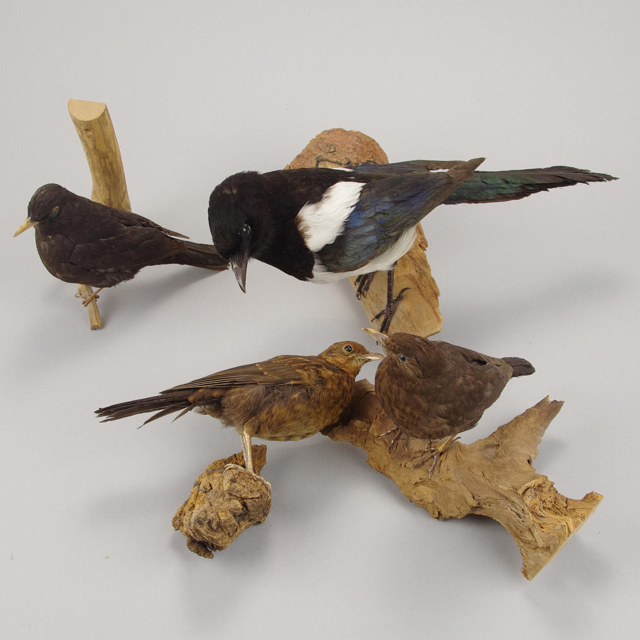 UPPSTOPPADE FÅGLAR, bl.a. skata.