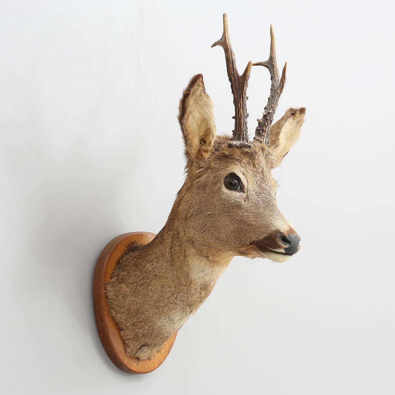 JAKTTROFÉ, Rådjurshuvud, uppstoppat, monterat på träsockel, 1970.