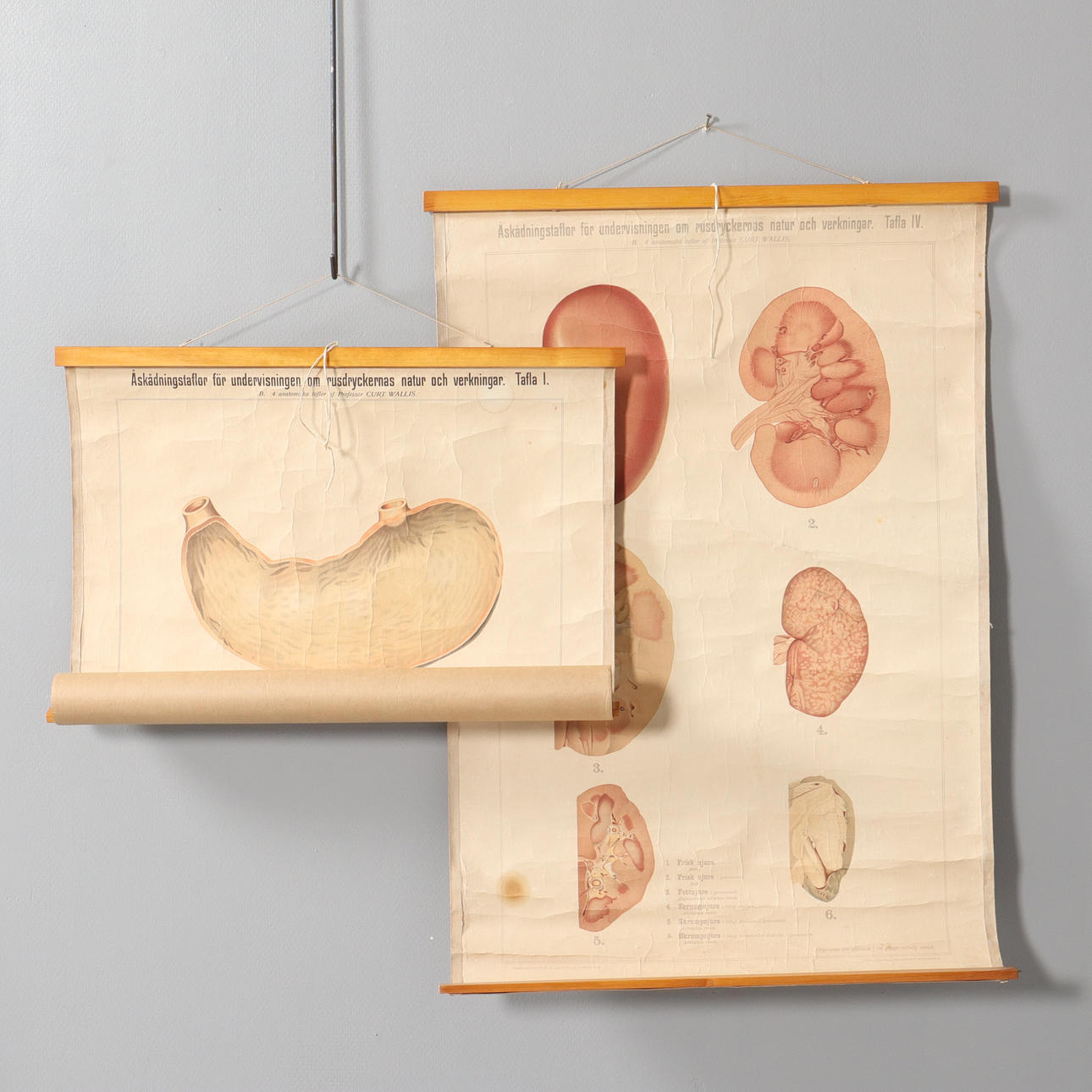 TWO SCHOOL BOARDS, Human Organs Curt Wallis, Frans Svanström & co.