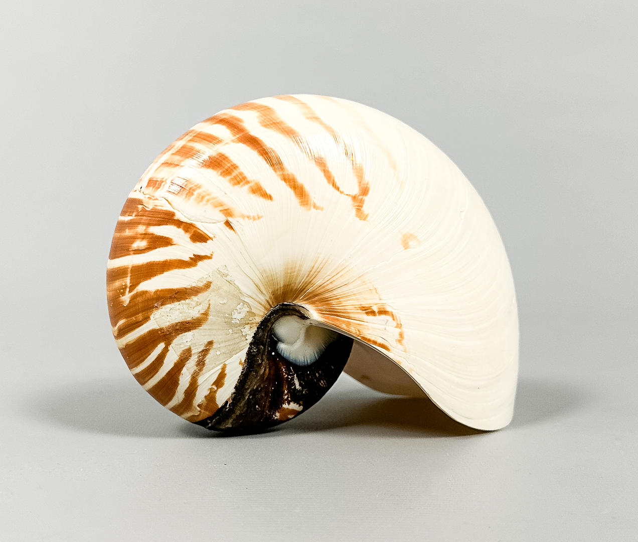 SNÄCKA, Nautilussnäcka, 1900-tal.