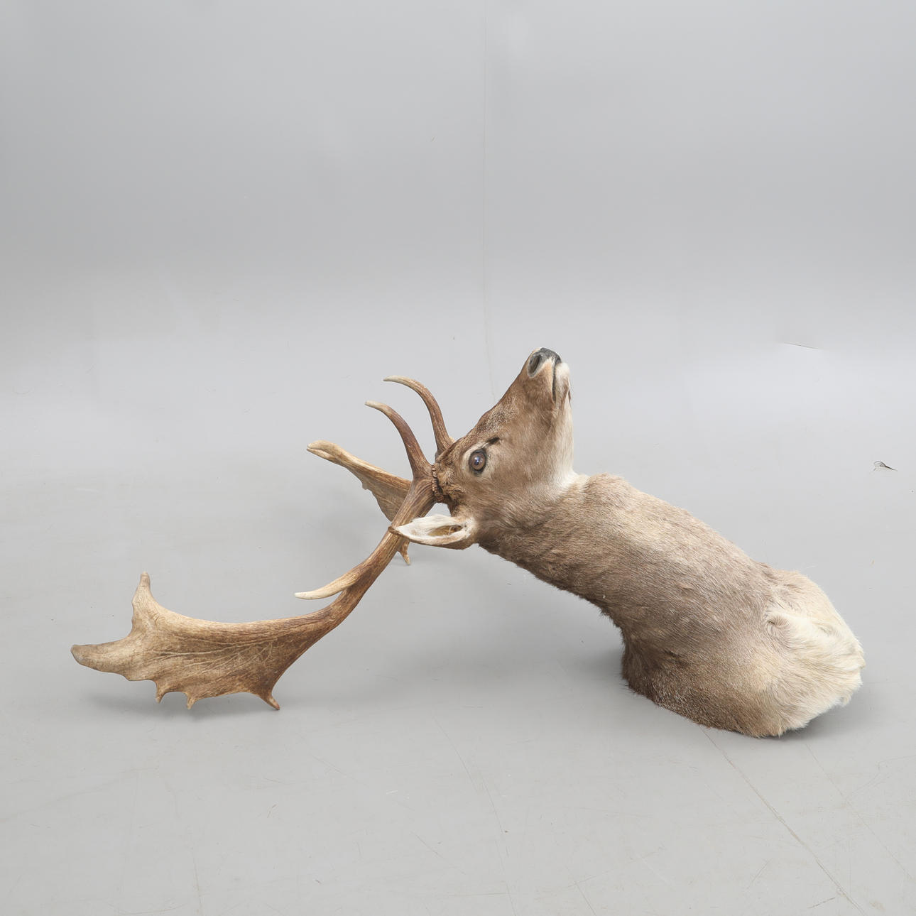 JAKTTROFÉ, hjorthuvud.