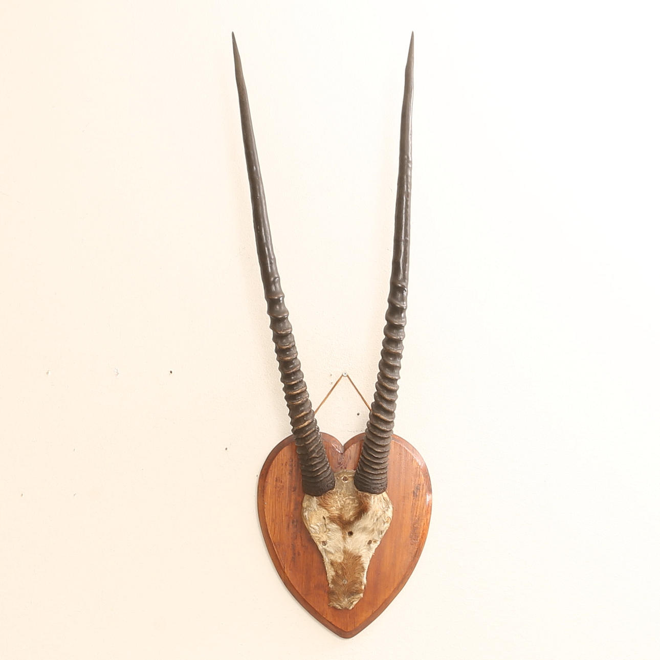 JAGTTROFÆ, gazelle, Afrika.