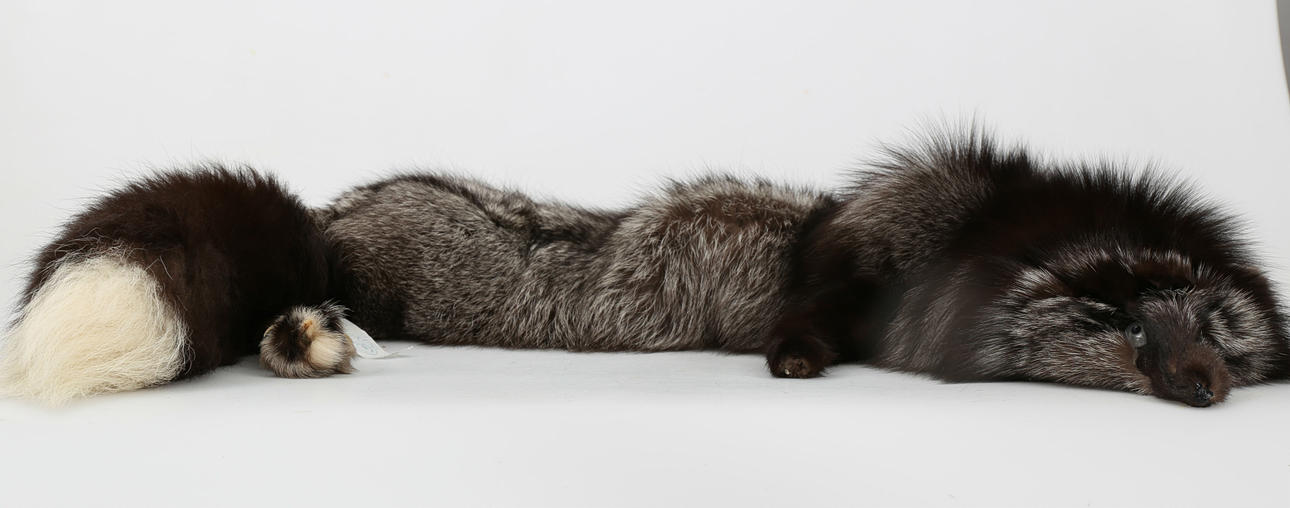 BOA, silverräv, Ryssland, 1900-talets andra hälft.