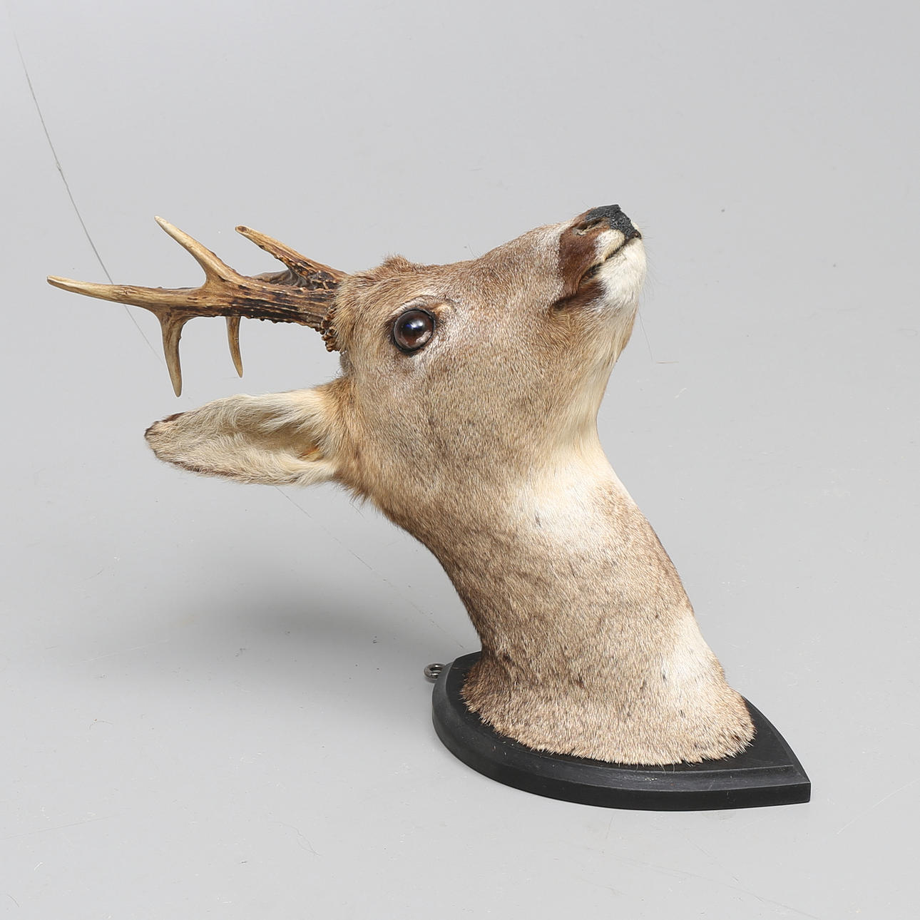 JAKTTROFÉ, rådjurshuvud, uppstoppad, monterad på träplatta, 1900-tal.
