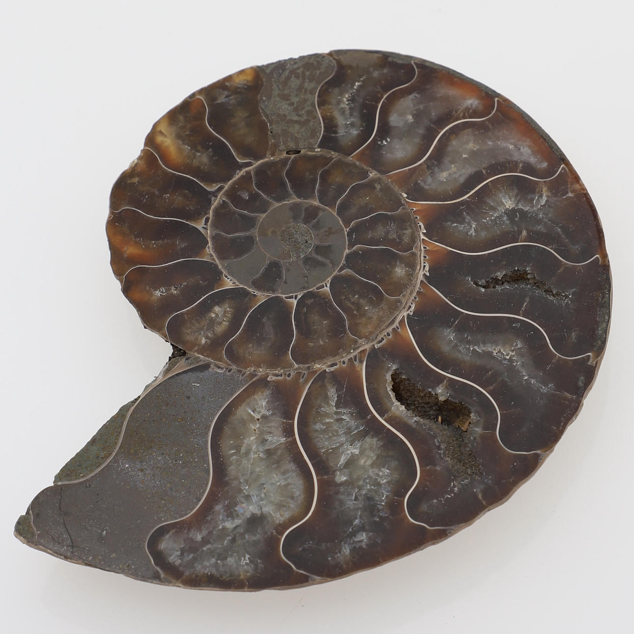 FOSSIL, ammonite, half, polished inside.