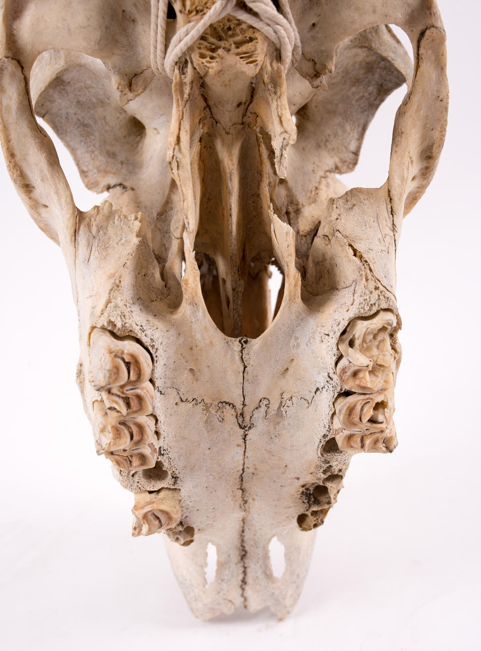 djur huvud med horn.