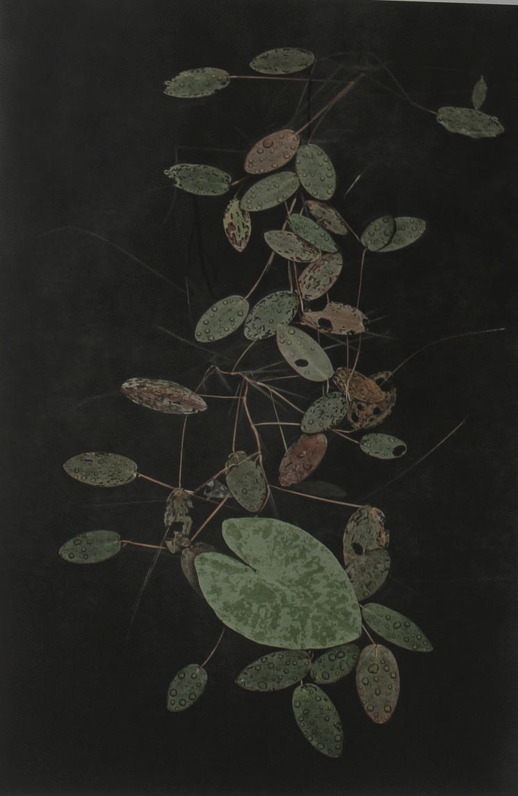CARL BENGTSSON. "Water lilys, Hökberg, Dalarna Sweden 2014". Archival Pigment Print. Signerad. Edition 1/9.