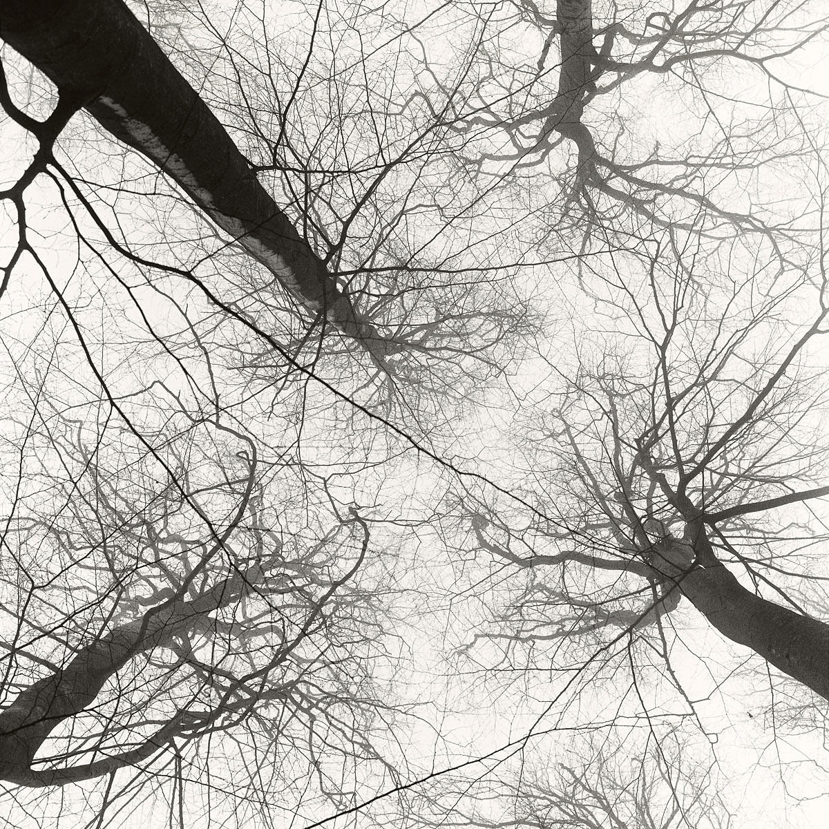 FREDERIK LIEBERATH. Utan titel, Archival Pigment Print, Signerad. Edition 1/7.