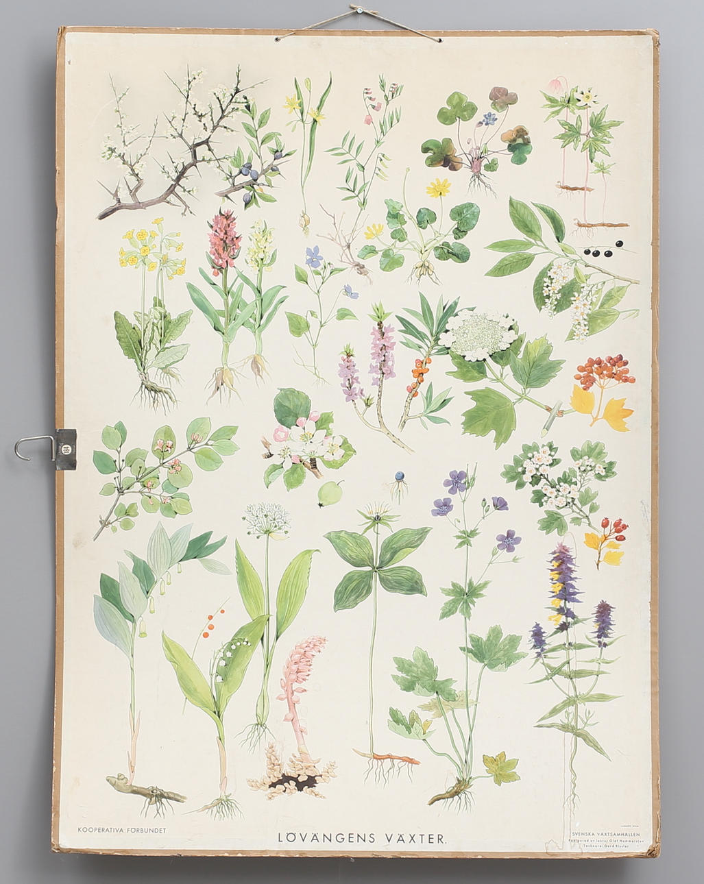SKOLPLANSCH, "Lövängens växter", Kooperativa förbundet.