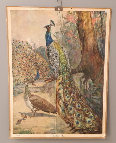 SKOLPLANSCH, Påfågel.