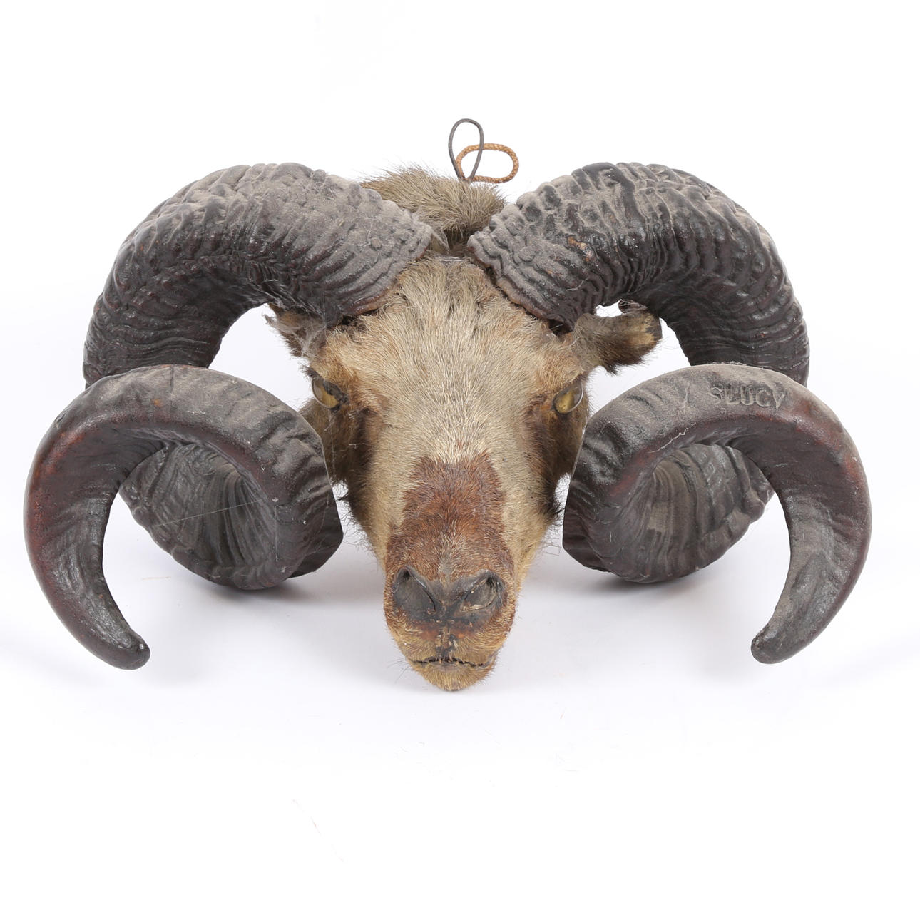A TAXIDERMY RAMS HEAD.
