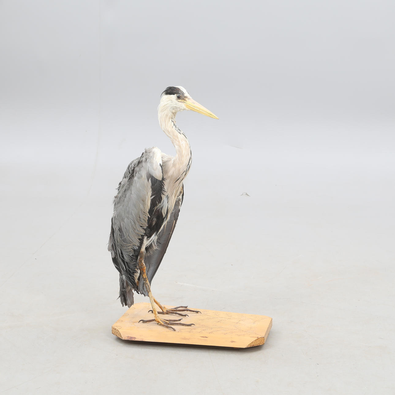 HERON, stuffed.