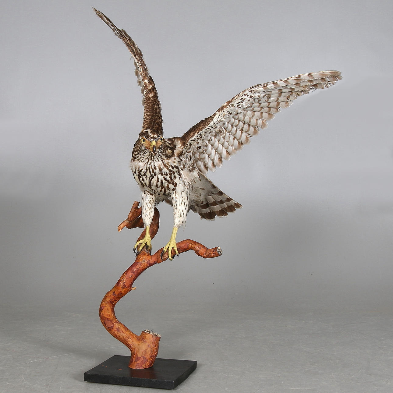 DUVHÖK (Accipiter gentilis), uppstoppad. 1954. Cites intyg.