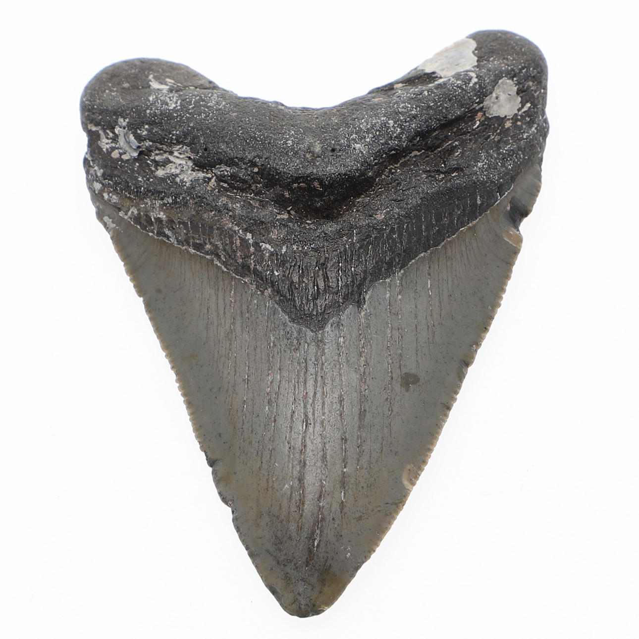 FOSSIL, megalodonin hammas.