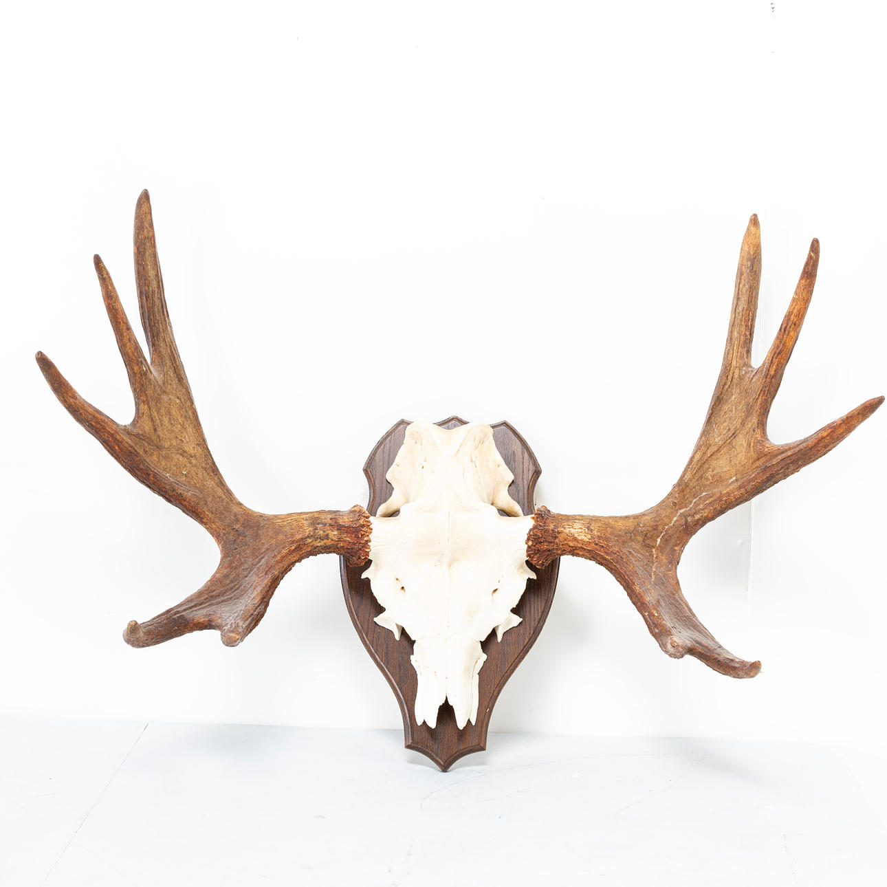 ÄLGHORN, 10 taggare.