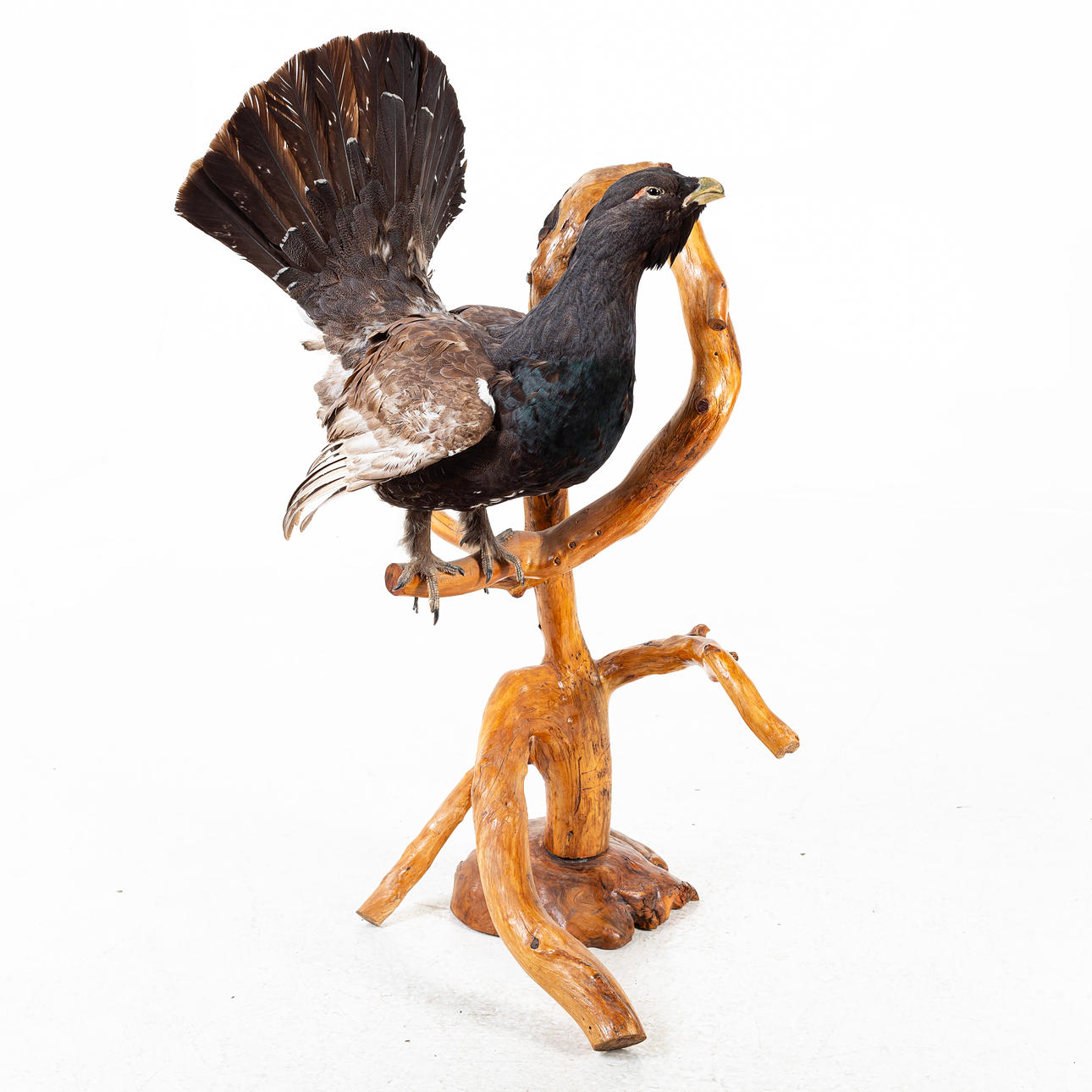 TROFEO DE CAZA, UROGALLO.