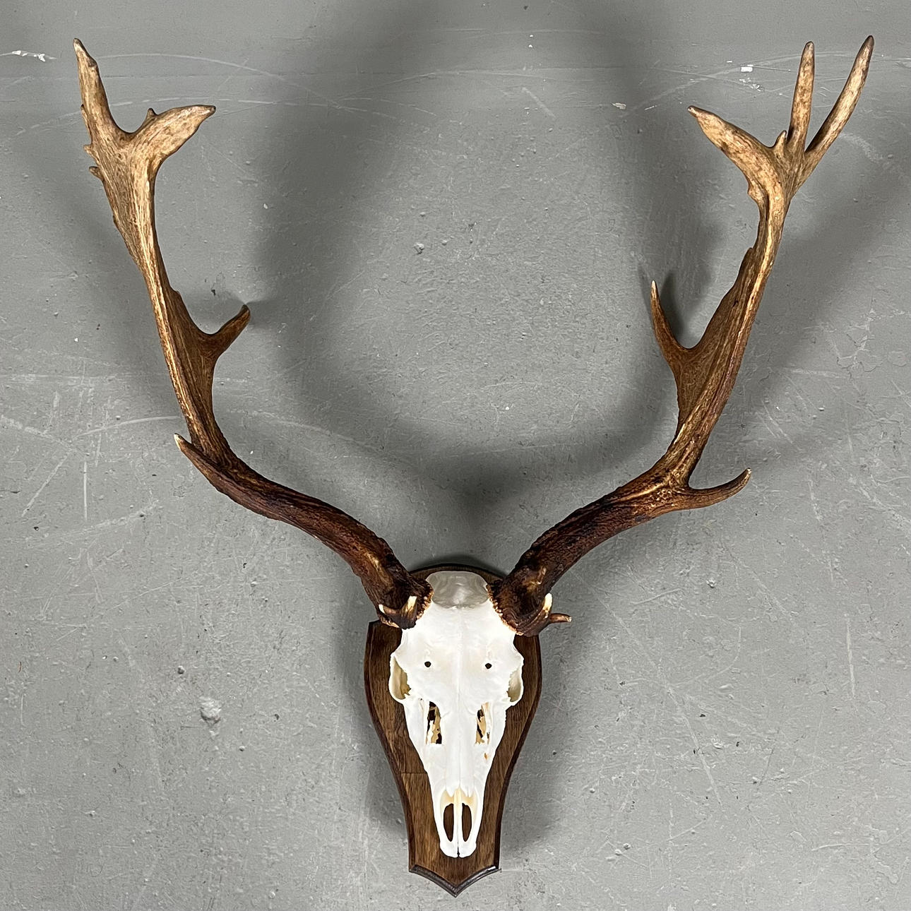 TROFEO DE CAZA, GAMO.