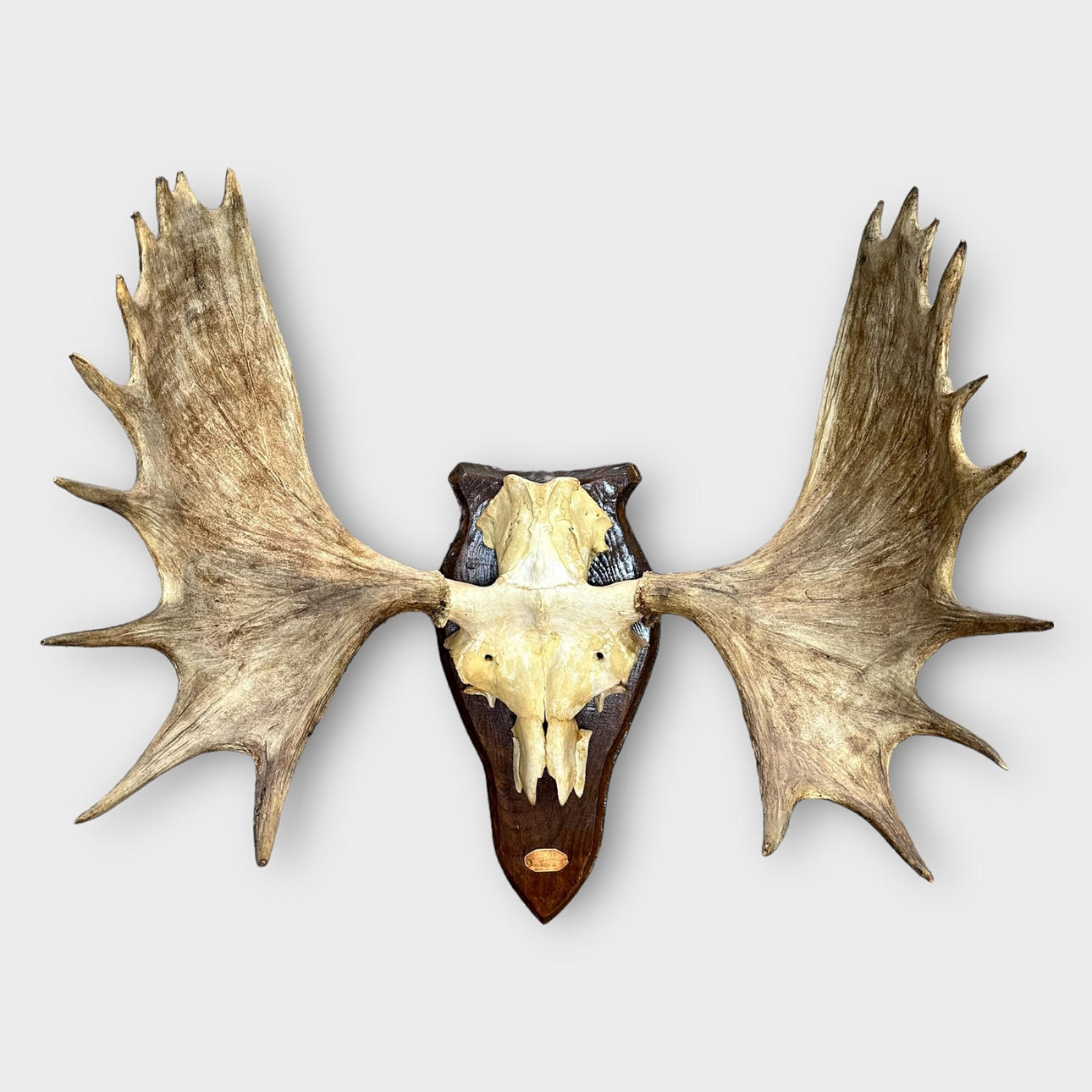 JAKTTROFÈ, älg, udda 20-taggare.