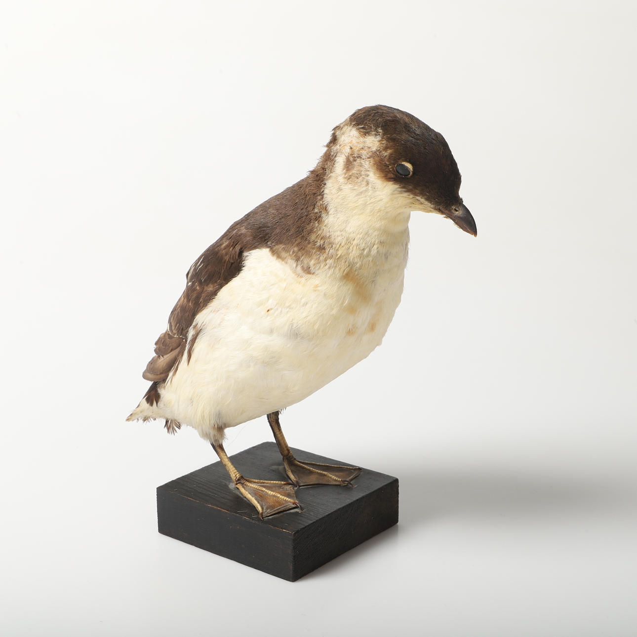 TAXIDERMI, alkfågel, 1900-tal.