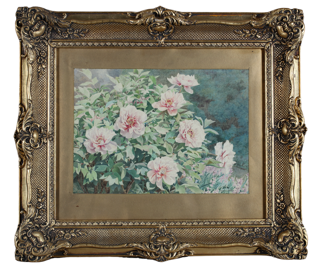 PHYLLIS T. PARSONS. Rose shrubbery, watercolour, signed.