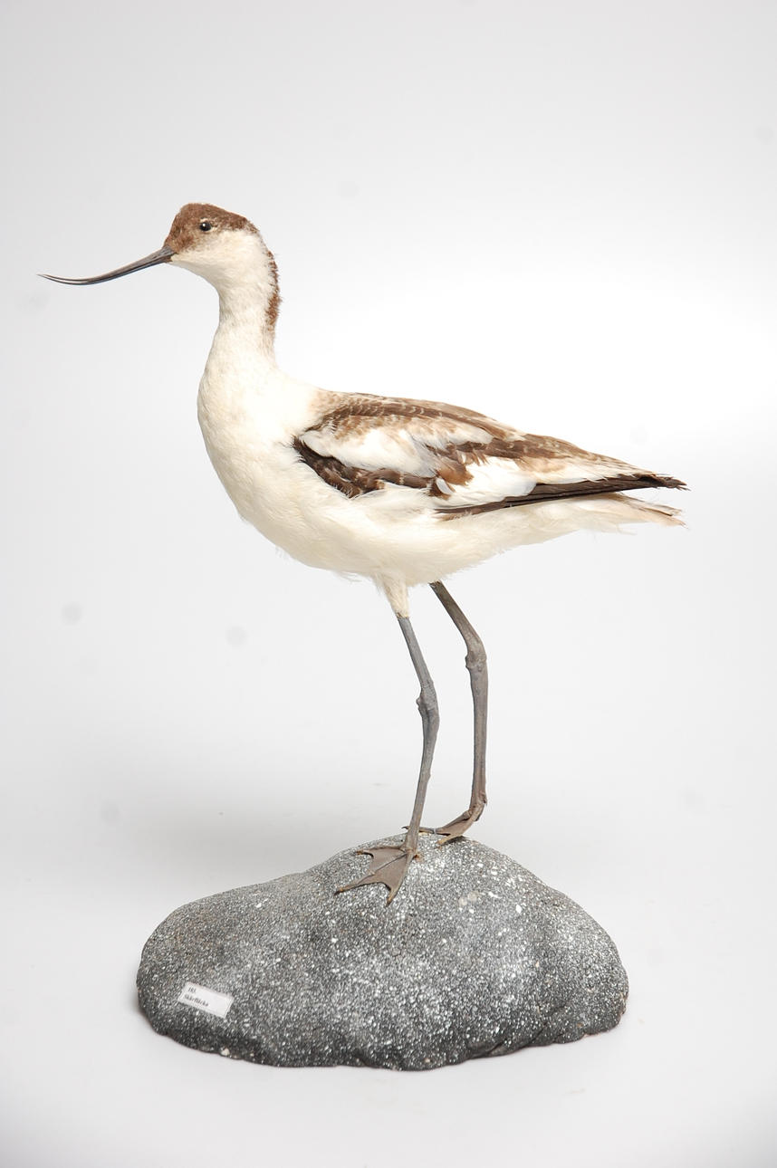 SKÄRFLÄCKA, uppstoppad.