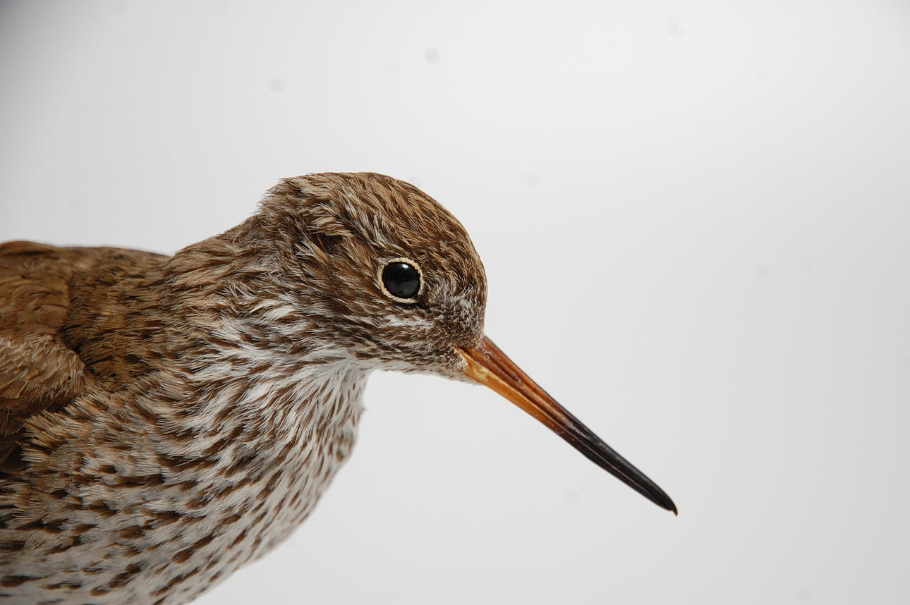 RÖDBENA, uppstoppad.