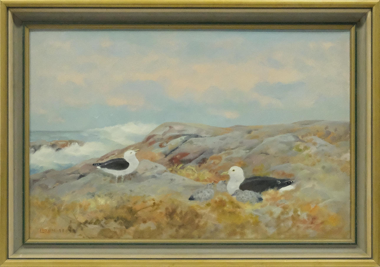 OIDENTIFIERAD KONSTNÄR. OLJA PÅ DUK. HÄCKANDE MÅSAR PÅ KLIPPA.