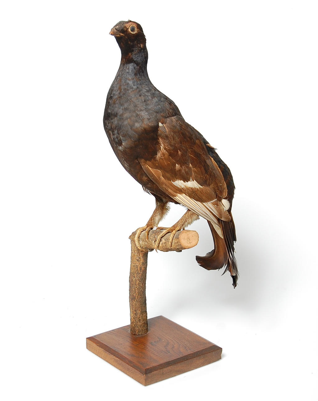 ORRE, uppstoppad, 1940-tal av konservator Philip Persson, Kågeröd.