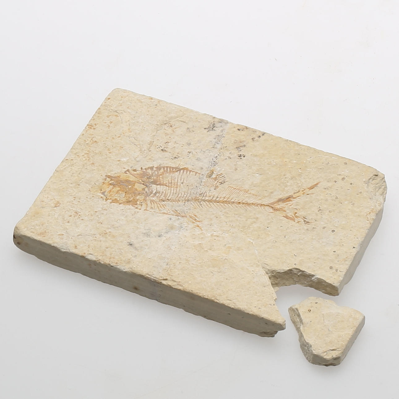 FOSSIL av fisk i kalksten. Diplomystus ca 50 milj år gammal. Wyoming, USA.