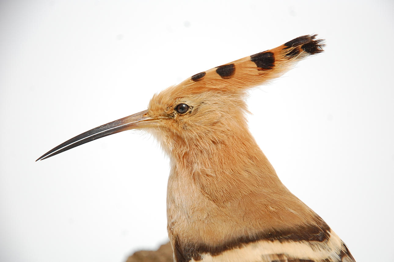 HÄRFÅGEL, uppstoppad.
