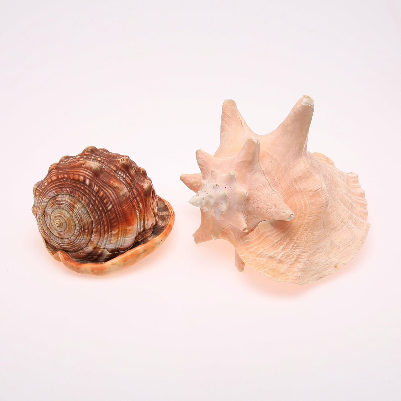 SNÄCKSKAL, 2 st havssnäckor.