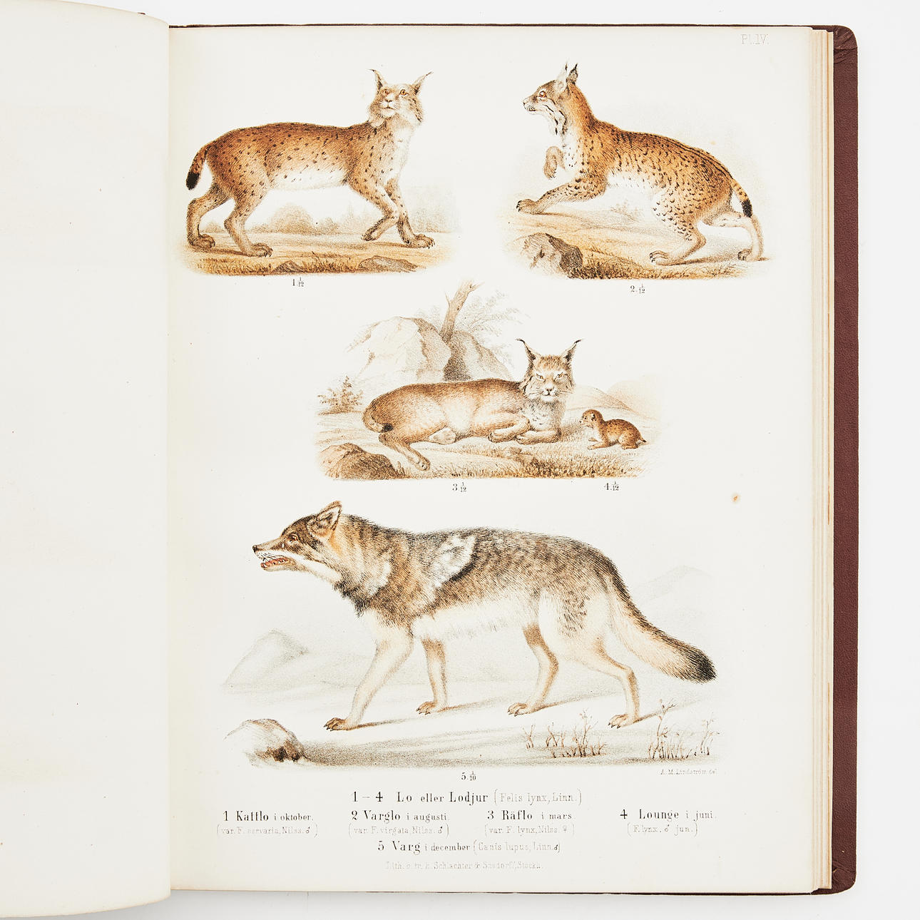 FARVEDE LITOGRAFEREDE DYREFLY. 2 BIND.