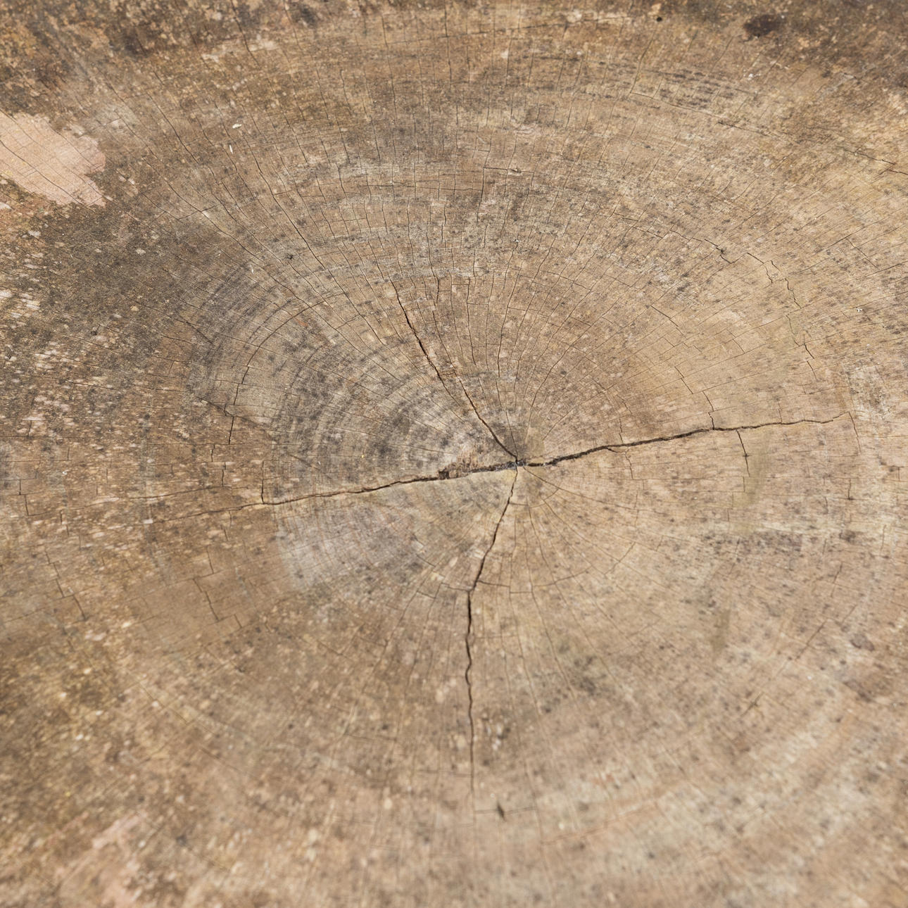 BAUMBRETT/TISCHPLATTE, Maße ca. 88x90 cm.