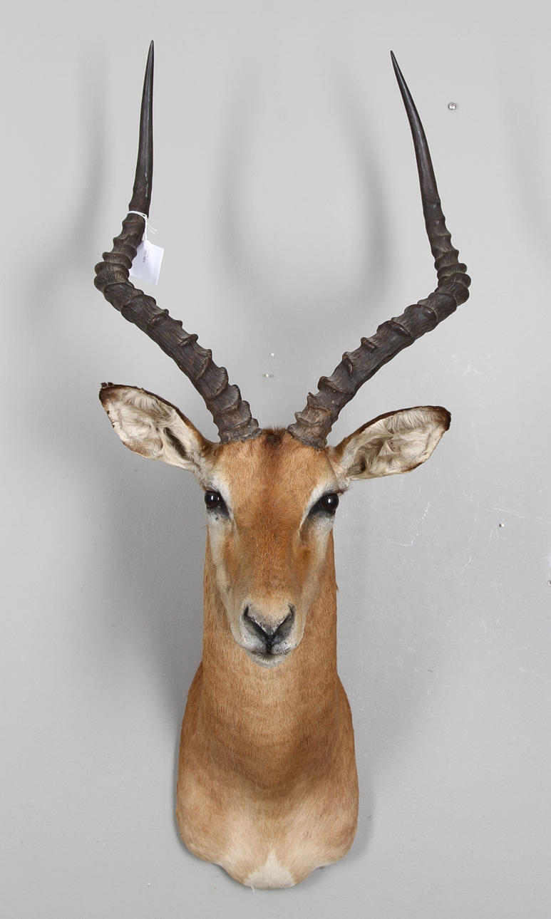 JAKTTROFÈ, Impala, Afrika.