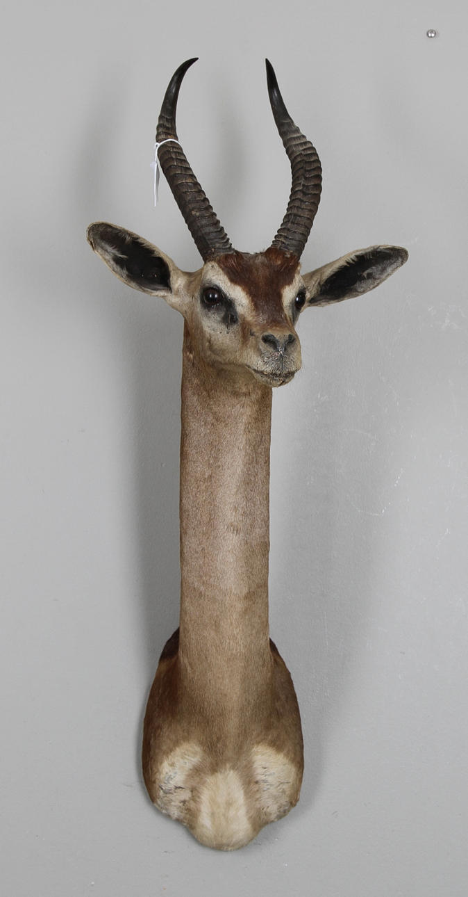 JAKTTROFÈ, Gerenuk, Afrika.