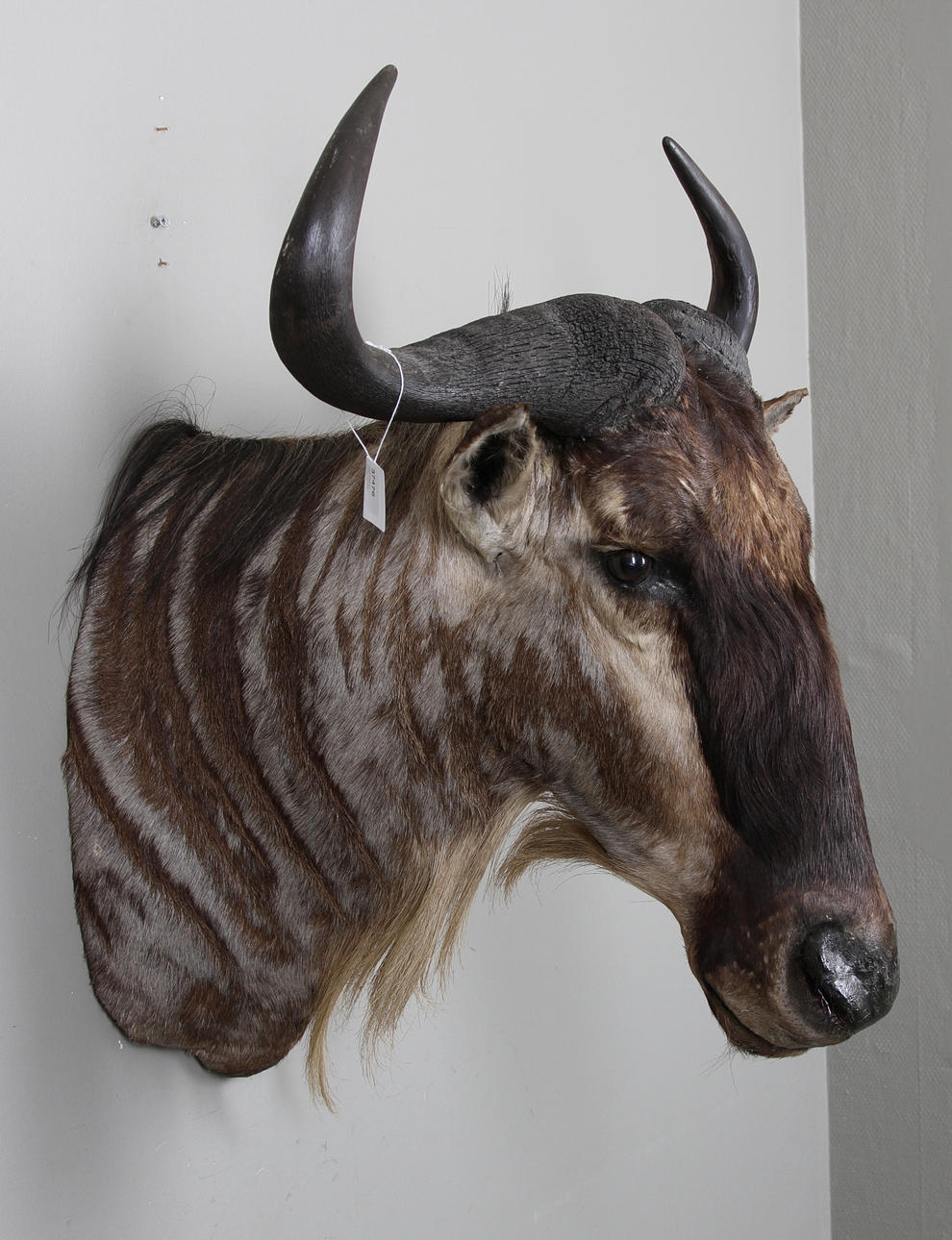 JAKTTROFÈ, White bearded wild beast, Afrika.