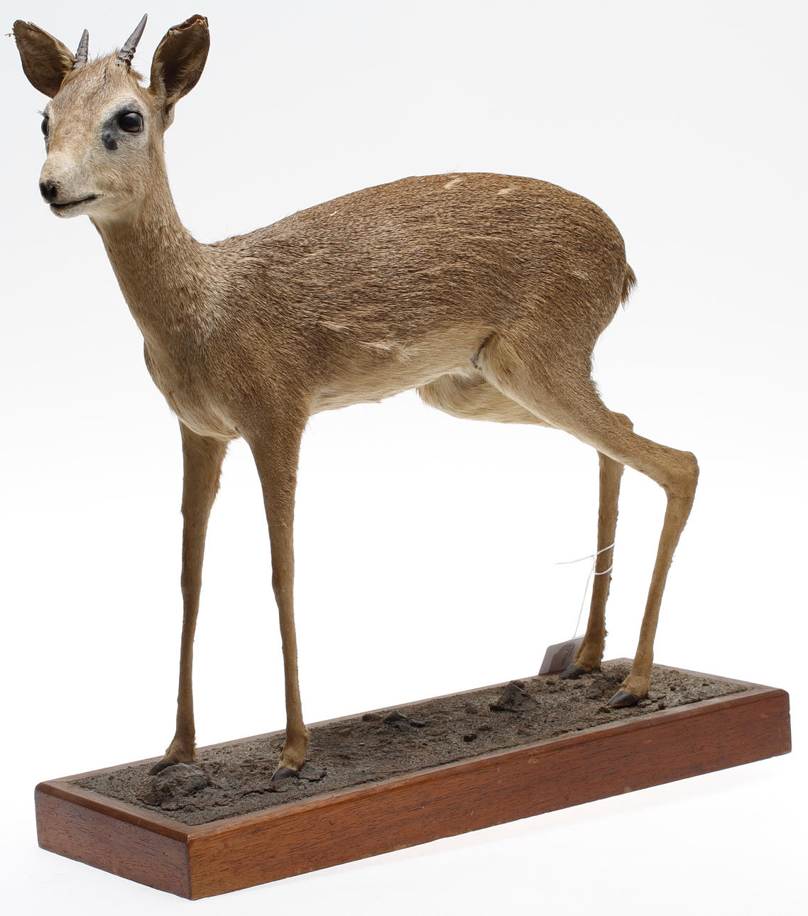 JAKTTROFÈ, Dik dik antilop, Afrika.