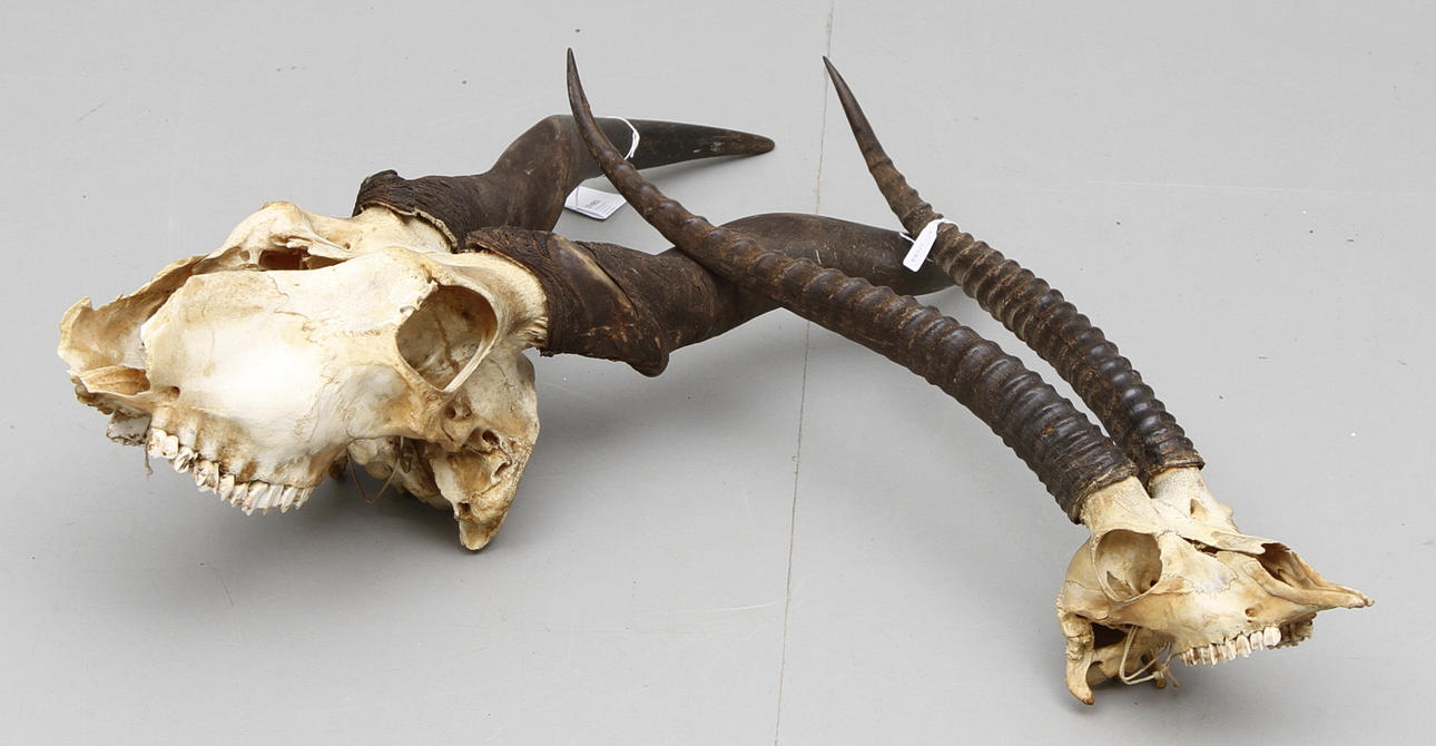 DJURKRANIUM, 2 st, Grants antilop samt Eland antilop, Afrika.
