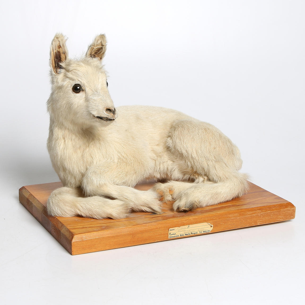 GET/KILLING (Capra aegagrus hircus), uppstoppad. 1968.