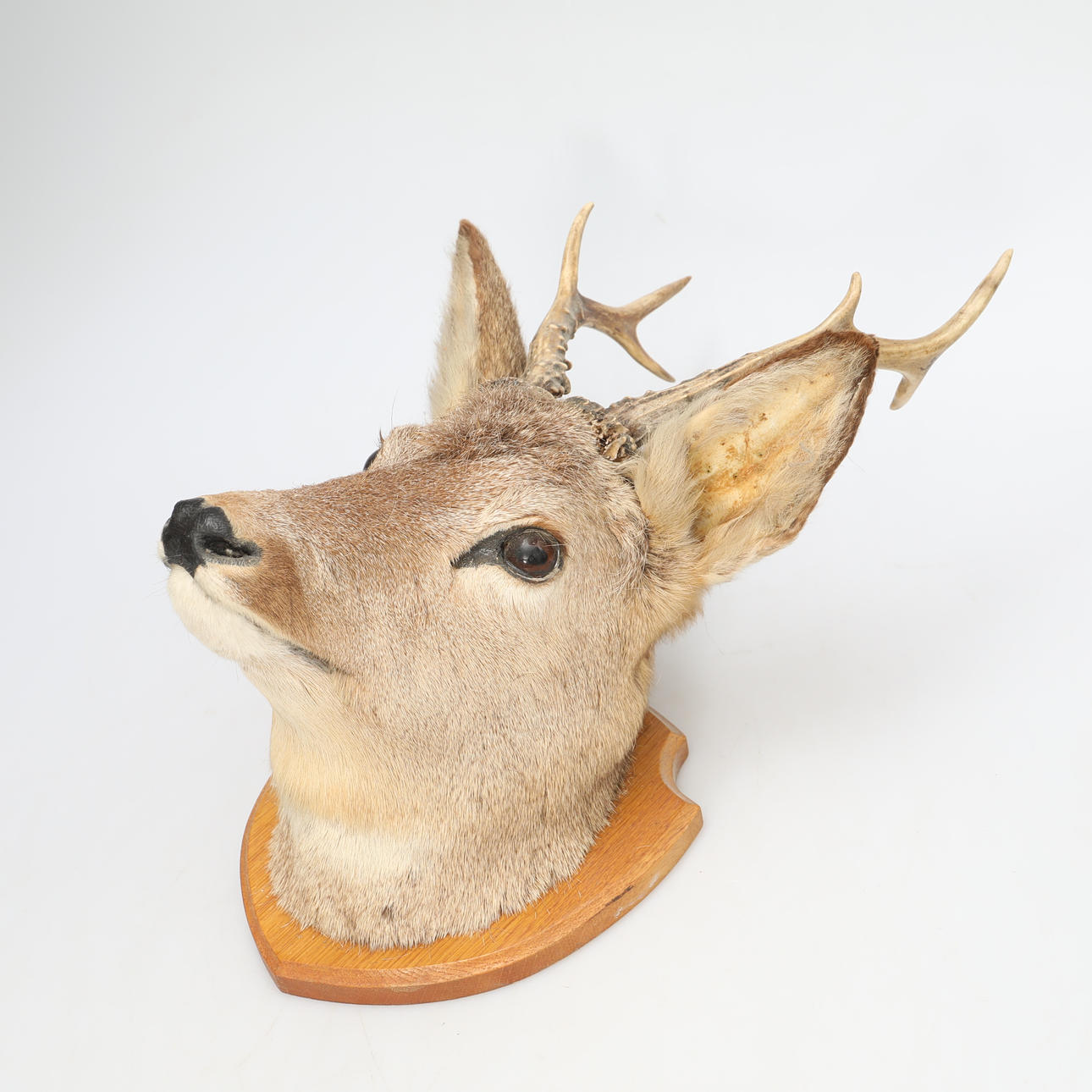 CAZA, TROFE, CIERVO.