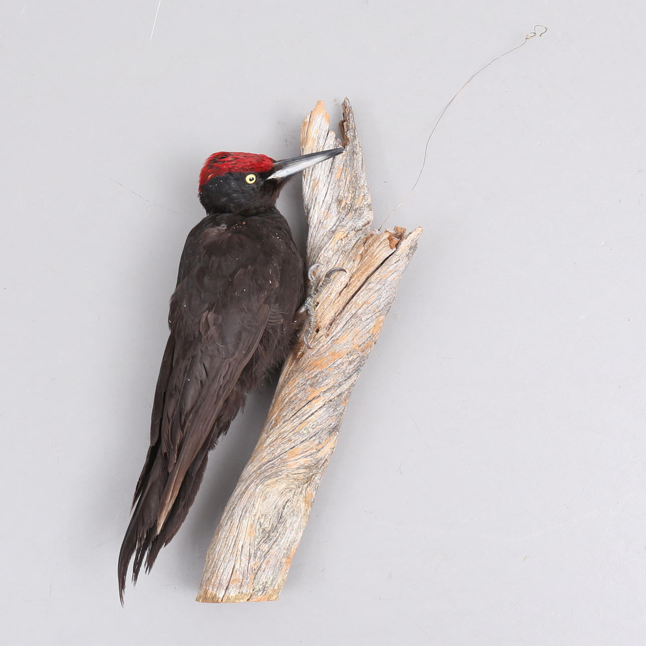 TAXIDERMIA, cuervo de caza.