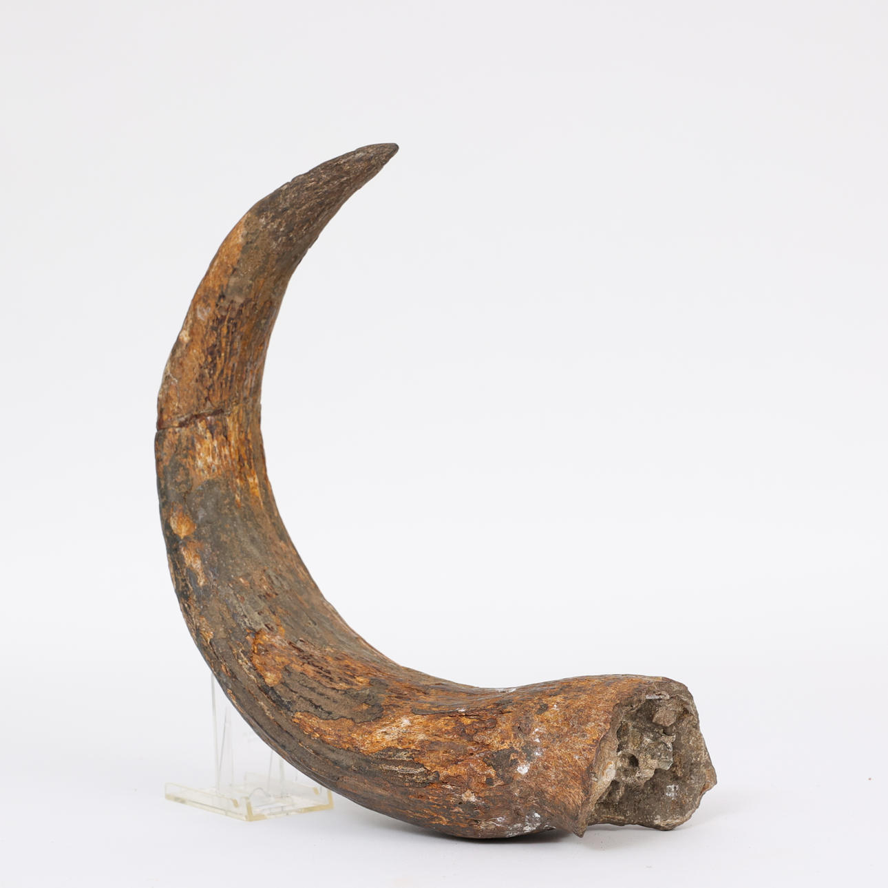 HORN, fossilt, petrifierat.