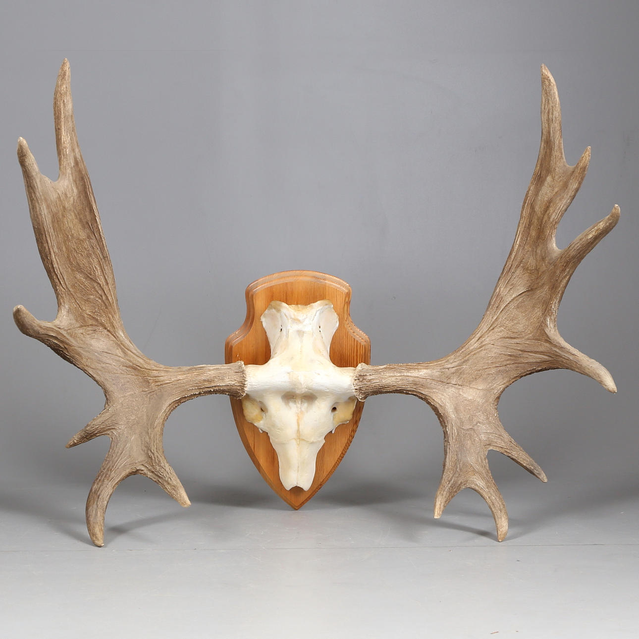 ÄLGHORN, 13 taggar, 1900-talets andra hälft.