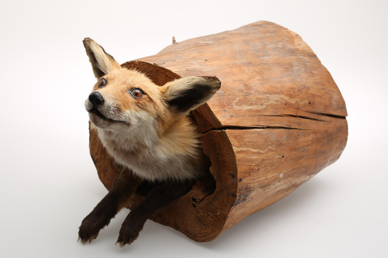 UPPSTOPPAD RÄV I TRÄDSTAM.