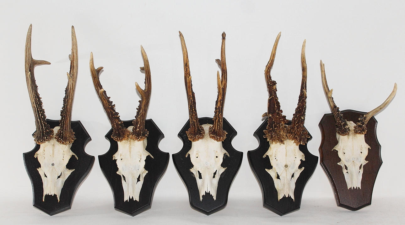 HORN, rådjur, 5 st.