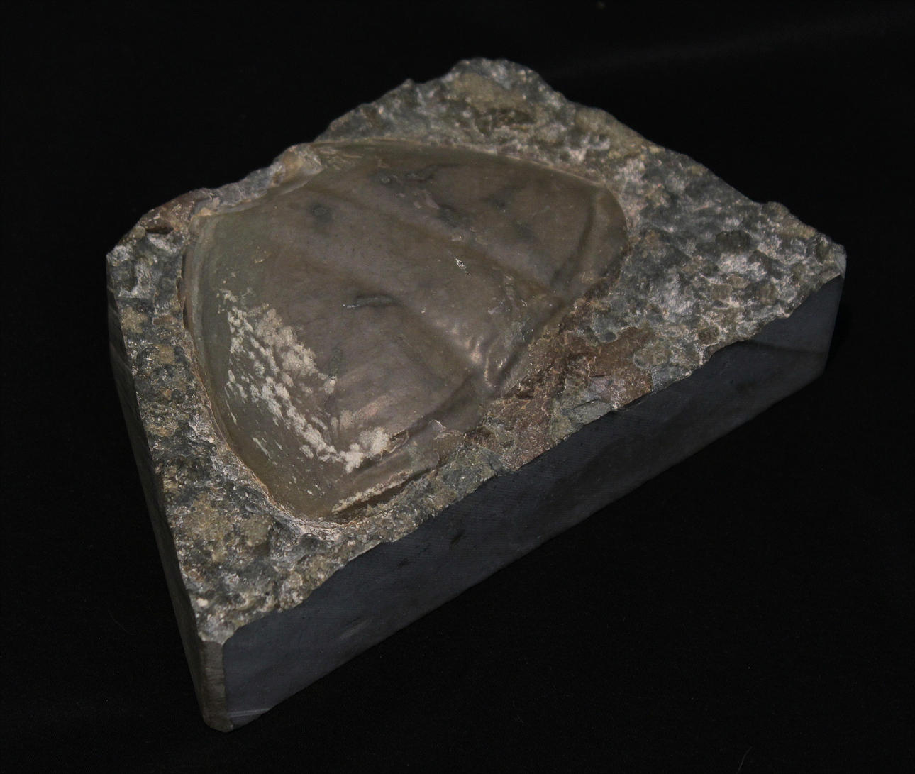 Fossil av ett förhistoriskt djur.