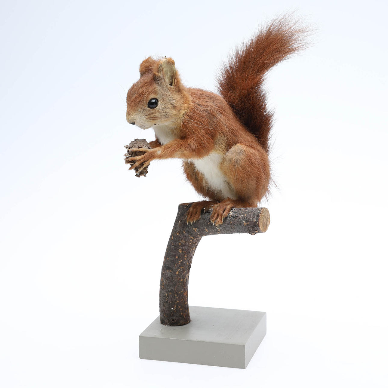 TAXIDERMIE, ausgestopftes Eichhörnchen auf einem Ast.