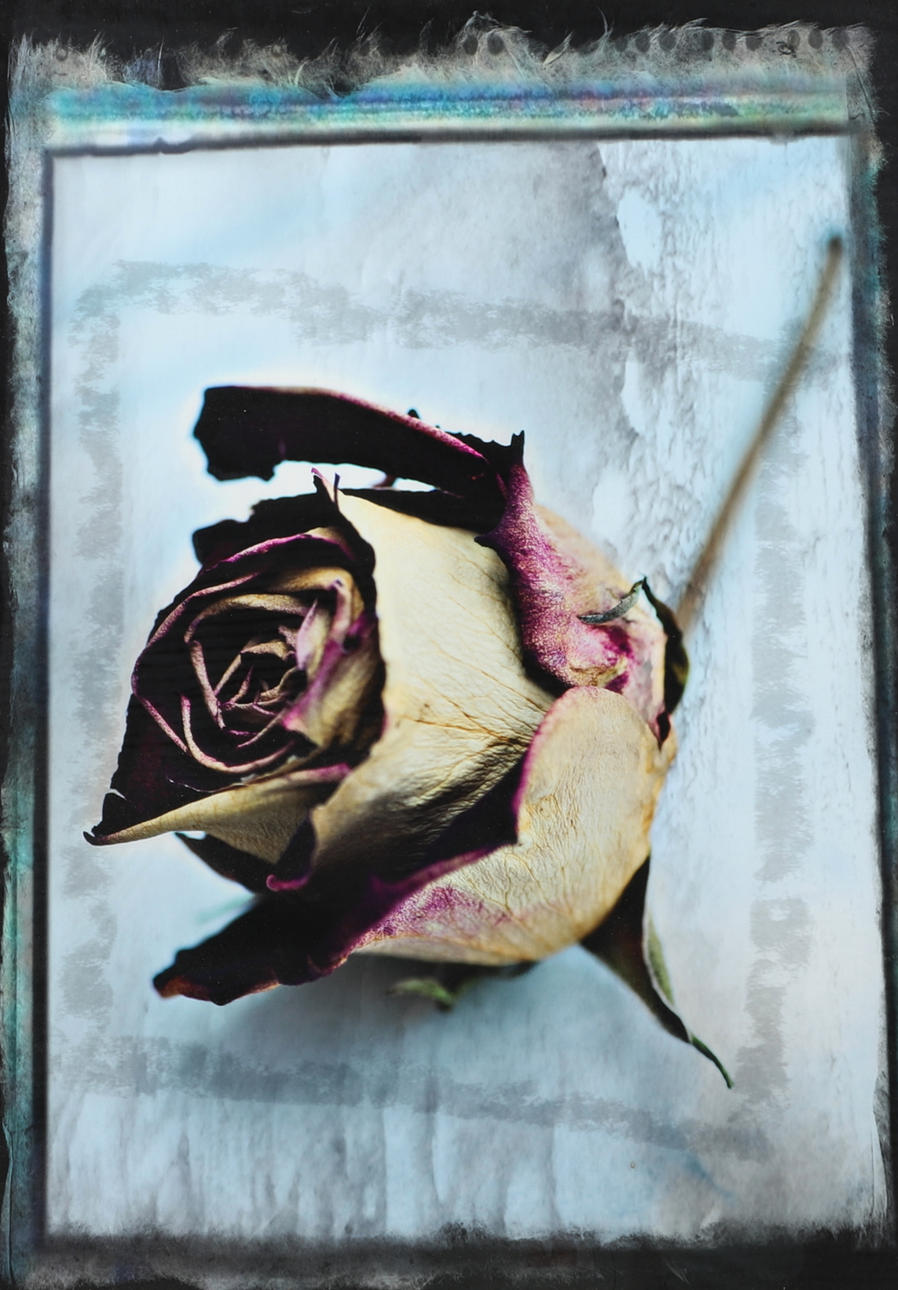 BEN GT NYBERG. photograph, rose, unsigned.